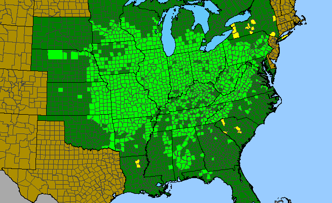 The range of Campanula americana